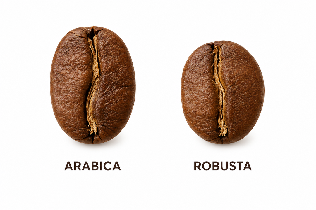 Arabica vs Robusta: Difference